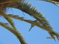 Juin2012 072.jpg